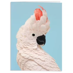 Birds Of The World Greeting Assortment Notecard Set