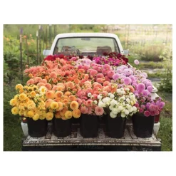 Floret Farm's Cut Flower Garden Double-Sided 500 Piece Jigsaw Puzzle