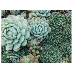 Succulent Garden Double-Sided 500 Piece Jigsaw Puzzle