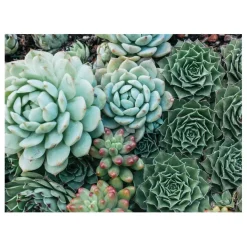 Succulent Garden Double-Sided 500 Piece Jigsaw Puzzle