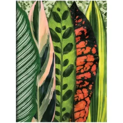 Troy Litten Houseplant Jungle Greeting Assortment Notecards